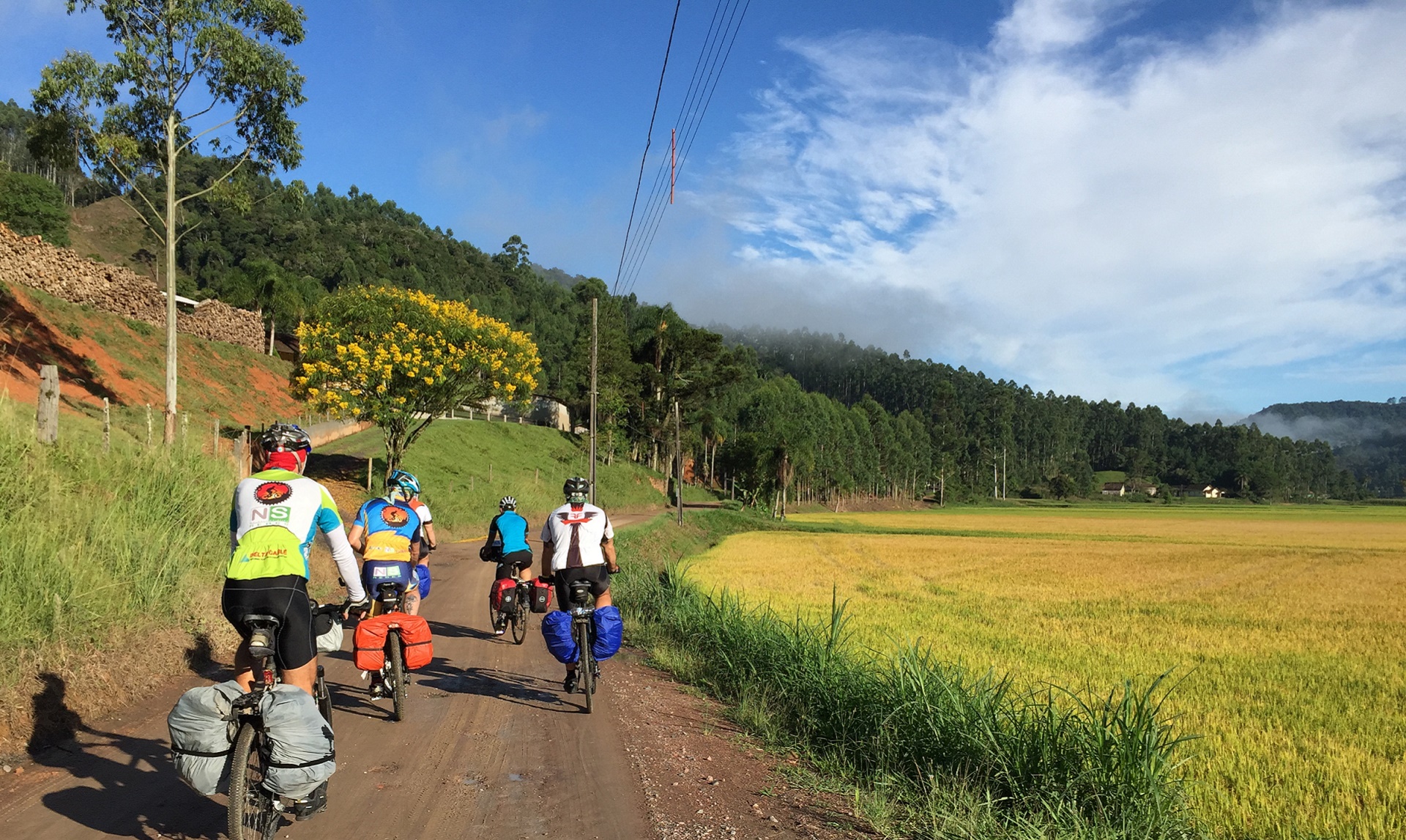 Cicloturistas passando ao lado da arrozal