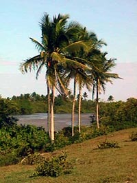 Vista do Rio Cricaré  Barra Seca (ES)