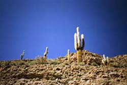 Cactus de 2 a 3 metros de altura, vegetação típica da região