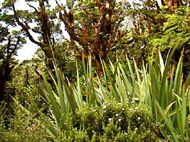Vegetação de Fiordland: esta vegetação endêmica vive num dos locais com as maiores taxas de pluviosidade e umidade do mundo.