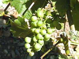 Vinhedo: a Nova Zelândia produz alguns dos melhores vinhos do mundo . Os maiores vinhedos estão na parte leste da ilha do norte e na porção norte da ilha do sul.