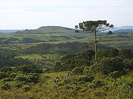 Típica paisagem catarinense - Mantiqueira (SC)
