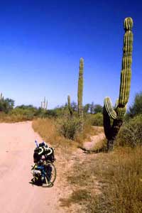 Cactos Cactos gigantes se espalhavam pelo deserto da Baja California, alguns com 4 metros de altura e grossos como árvores.